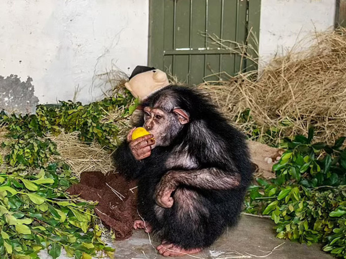 伊朗一隻人類養大的黑猩猩重回棲息地後，慘遭同類圍攻致死。