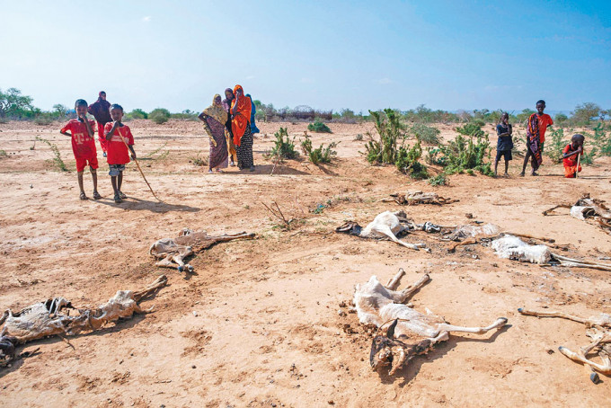埃塞俄比亚因乾旱，导致大批羊群死亡。