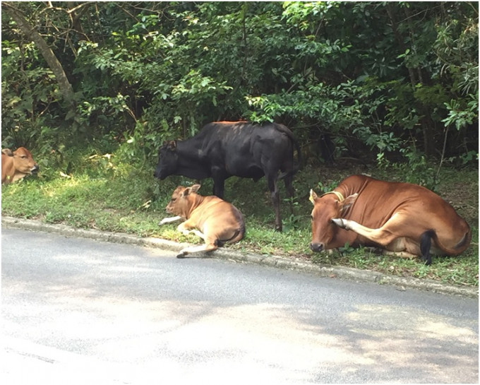 大屿山和西贡都有流浪牛。资料图片