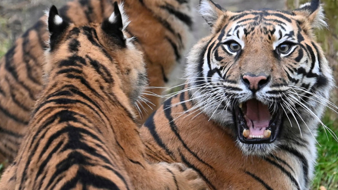 巴基斯坦男子夜闖動物園被老虎咬死。(路透社)