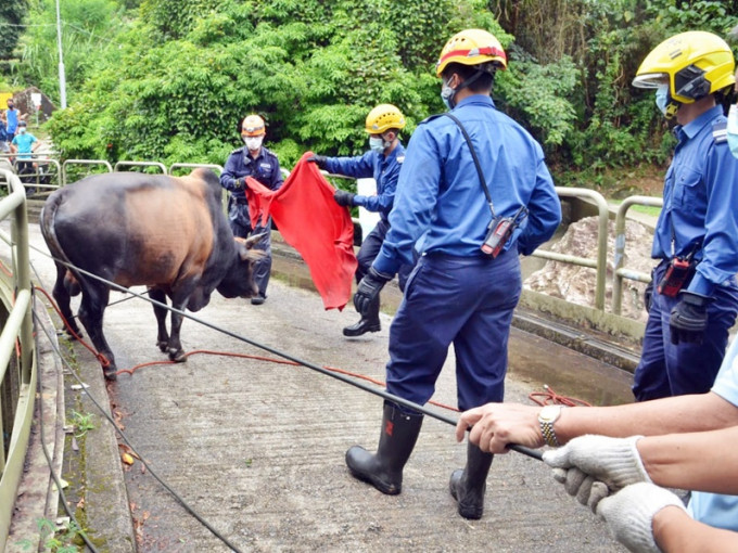 消防带领黄牛走进石涧，沿壆位成功返回路面。