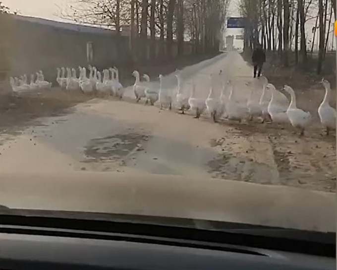 司機途中被過大群鵝截住馬路。網圖