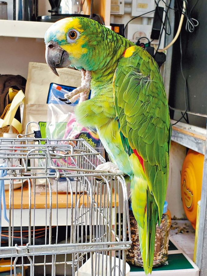 被偷走鹦鹉为蓝头亚马逊鹦鹉。