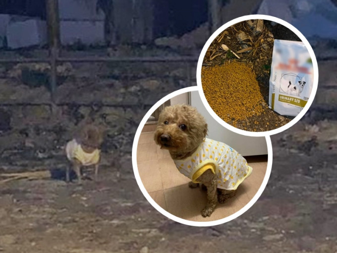 日前在寒冷天氣警告生效期間，一名網民發現一隻啡色貴婦狗被人遺棄於荒野。網圖
