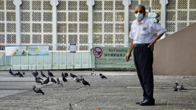 政府向立法会提交修例草案，禁止喂饲野鸽并加重罚则。资料图片