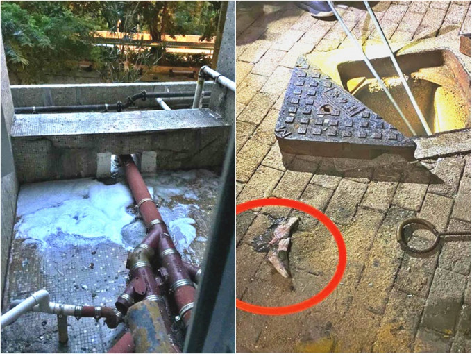有居民将鱼扔进马桶导致低层污水渠堵塞。黄兆健 facebook图片