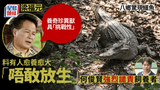 八鄉驚現鱷魚，梁福元指不排除有人租地「養鱷魚」作竉物。