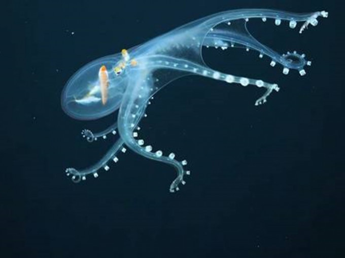 美國海洋研究機構「施密特海洋研究所」發現一隻全身透明的罕見物種「玻璃章魚」。（短片截圖）