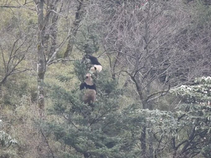 四川野生大熊貓為求偶樹上激戰3小時。（中國新聞社影片截圖）