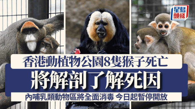 香港動植物公園8隻猴子死亡，將解剖了解死因。香港動植物公園圖片