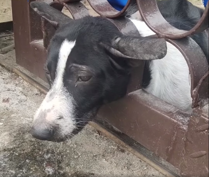 泰國有流浪狗被困鐵閘獲救出。網上截圖