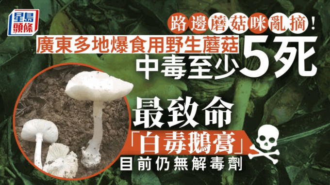 路边的蘑菇不要采︱广东多地爆食用野生蘑菇中毒 上月5死15发病