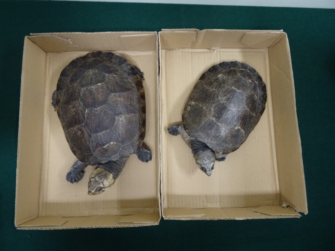 两只怀疑属濒危物种的活龟，估计市值约1000元。