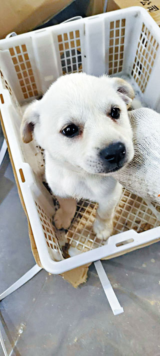 小狗被藏於紙箱，包裝註明是「鮮活產品」。 
