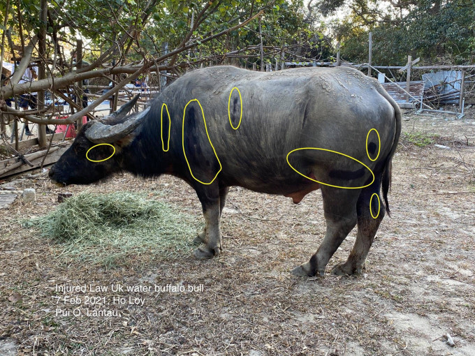 水牛「孤独精」被发现身上有多处伤口。大屿山爱护水牛协会FB