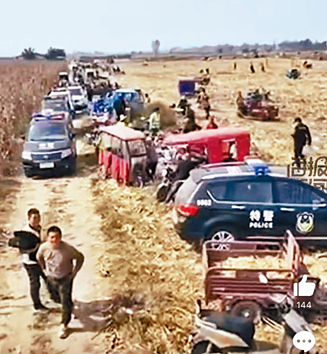 河南郸城玉米地遭五百多人哄抢。