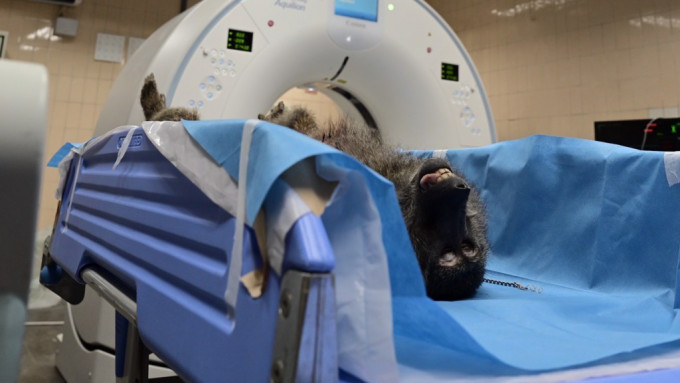 狒狒被安排进行X光及断层扫描等检查。 中时新闻网图