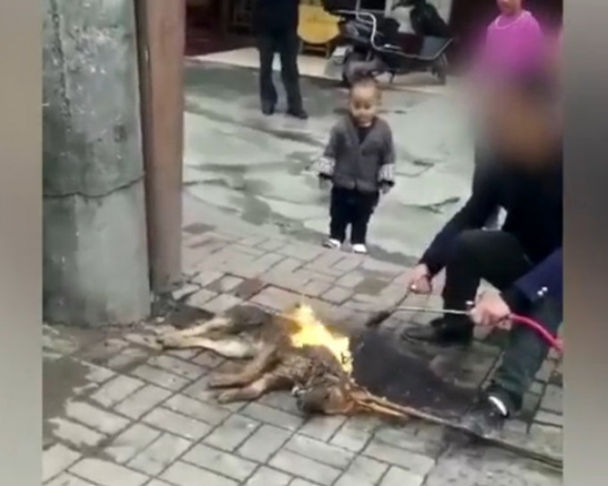 湖南怀化有餐厅老板在街边用喷火器活活烧死唐狗，懒理幼童旁观。网图