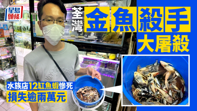 荃灣大量金魚被毒死。