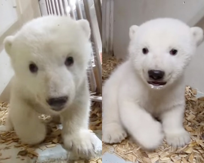 北极熊宝宝好可爱。「Tierpark Berlin」片段截图