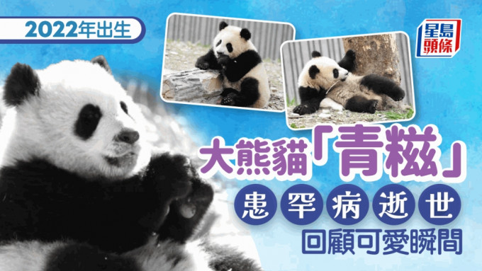 大熊猫「青糍」病逝 患罕见肠梗塞并发肠套叠