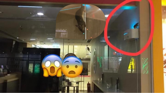 華御結位於沙田第一城的分店被拍下老鼠出沒的情形。（黃文萱fb圖片）