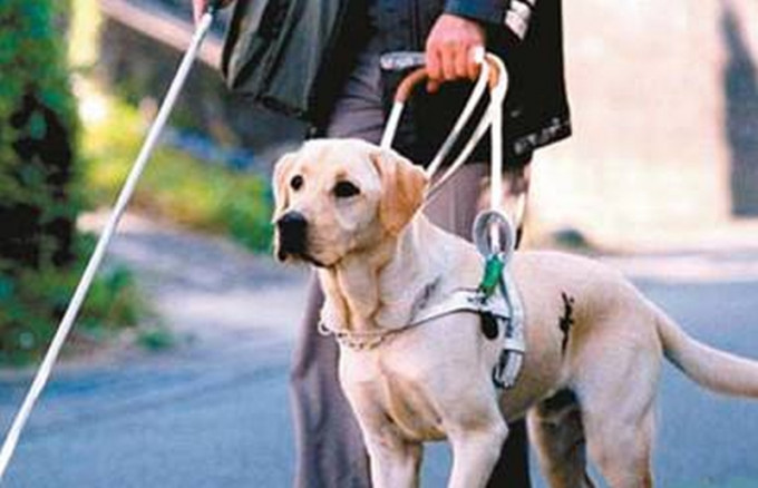 大众对导盲犬存在著疑惑和抗拒感。(网图)