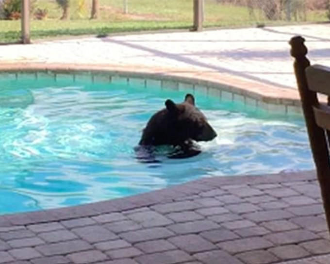 黑熊在水中畅泳。片段截图