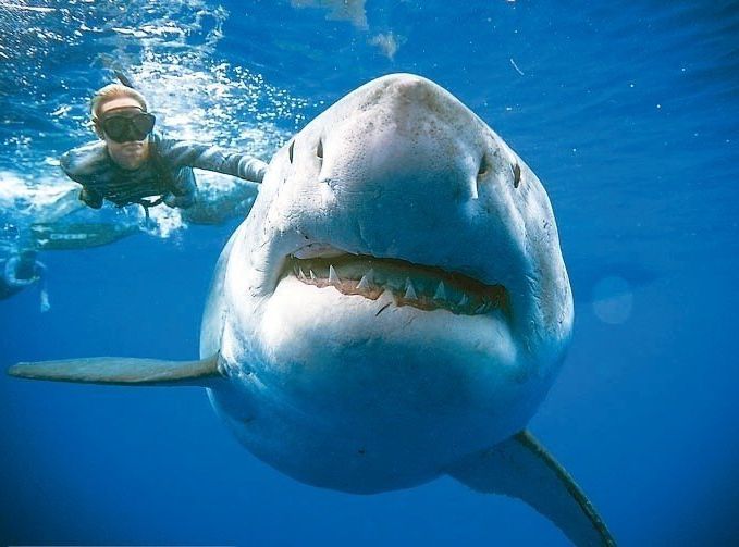 鲨鱼攻击人类的整体风险仍相对低。网图