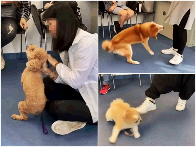 一名疑似女訓犬師向學員示範如何馴服狗隻時，所使用的手法非常粗暴。影片截圖
