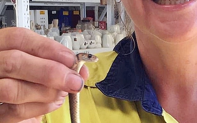 澳洲女子捉蛇自拍，幸無被咬，否則隨時喪命。網圖