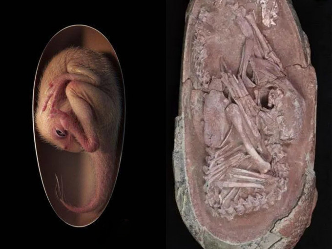 中國發現迄今最完整恐龍胚胎化石。
