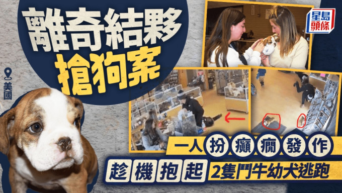 鬥牛?｜三賊怪招偷幼犬 一人扮癲癇分散店員注意