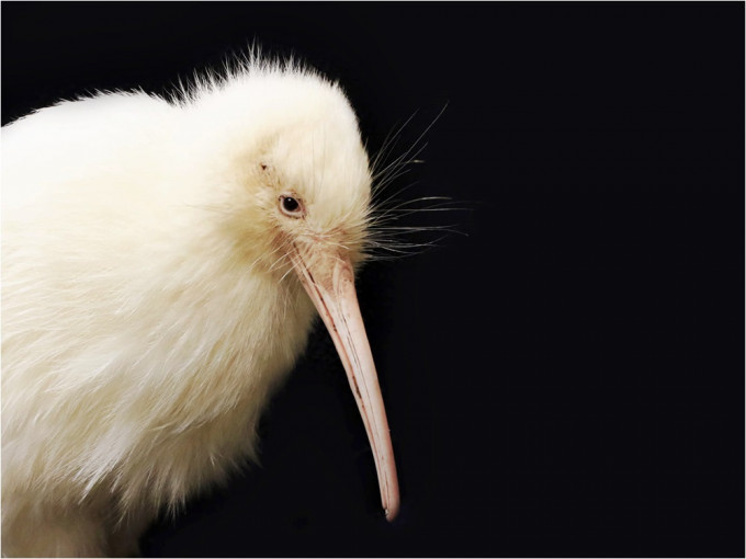 白色羽毛鷸鴕（又名奇異鳥）「馬魯庫拉」（Manukura），不幸去世。Manukura FB圖片