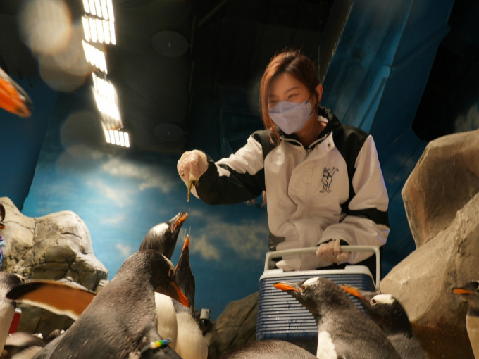 對於喜愛動物的朋友來說，海洋公園動物護理員可能是夢寐以求的工作。