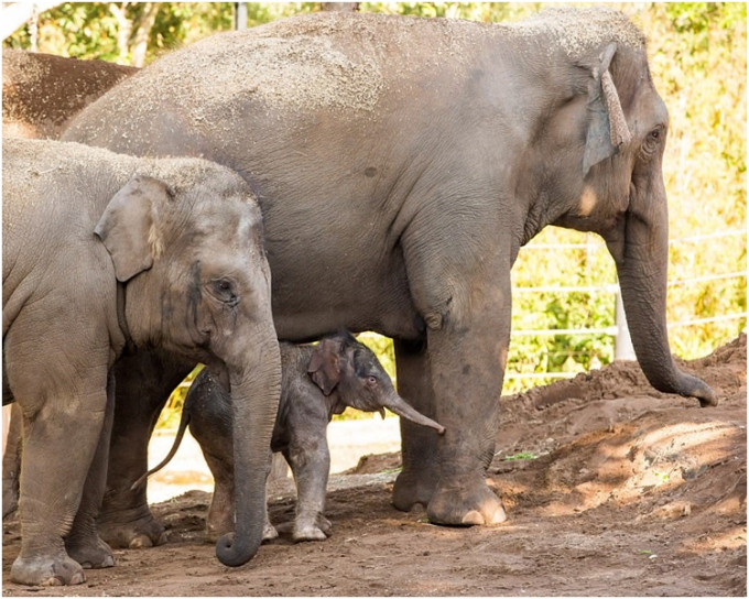 象宝宝还有待命名，预料它在母亲喂哺母乳下，每天可增加两公斤体重。网图