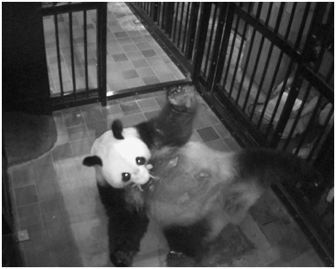 貓熊真真。上野動物園圖片