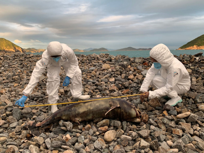 鲸豚尸体于清水湾被发现。保育基金提供