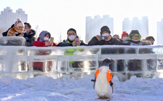 哈爾濱孭書包企鵝逛街，引遊客圍觀。網圖