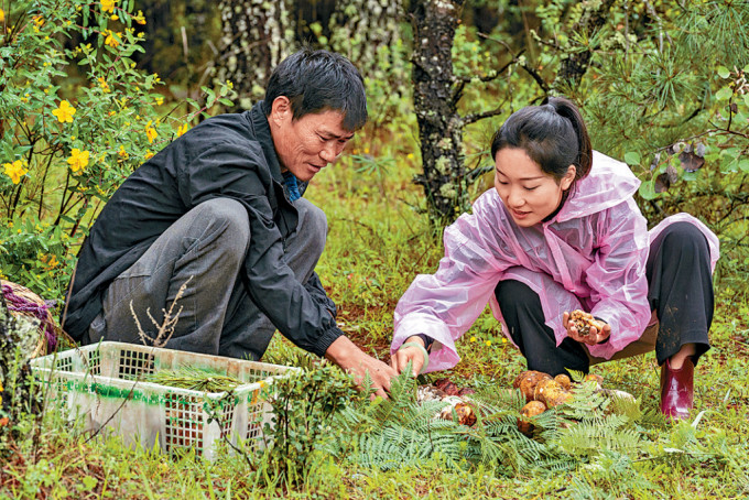 民众在云南大理采集牛肝菌。