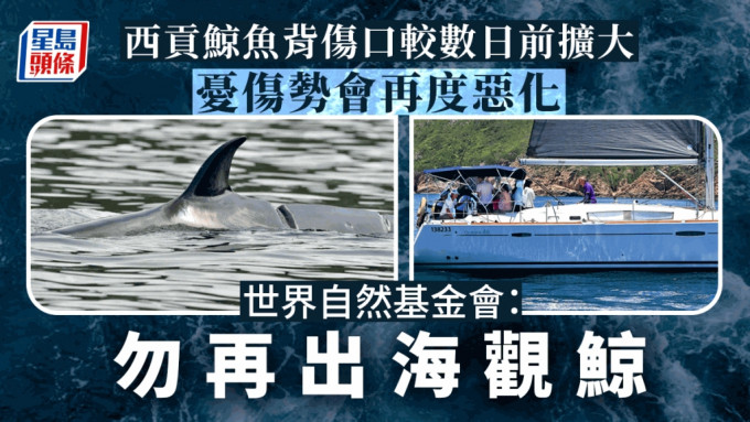 鲸鱼背部有螺旋桨造成的伤痕，安全状况令人担忧。Sunny Tong /海洋公园保育基金提供