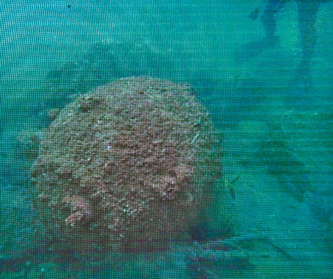 水雷表面长满贝壳。