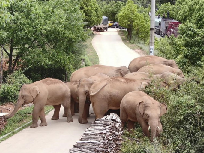 15头野生亚洲象从云南西双版纳一路北迁。美联社图片
