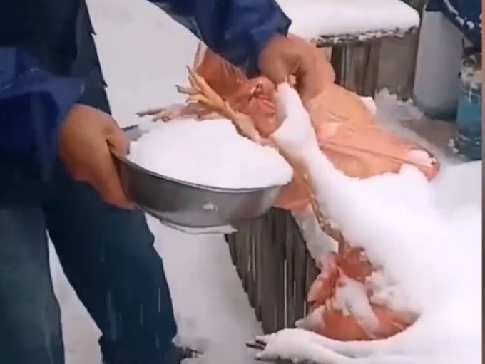 當地居民將自家養的小雞宰殺後用雪封蓋。微博影片截圖