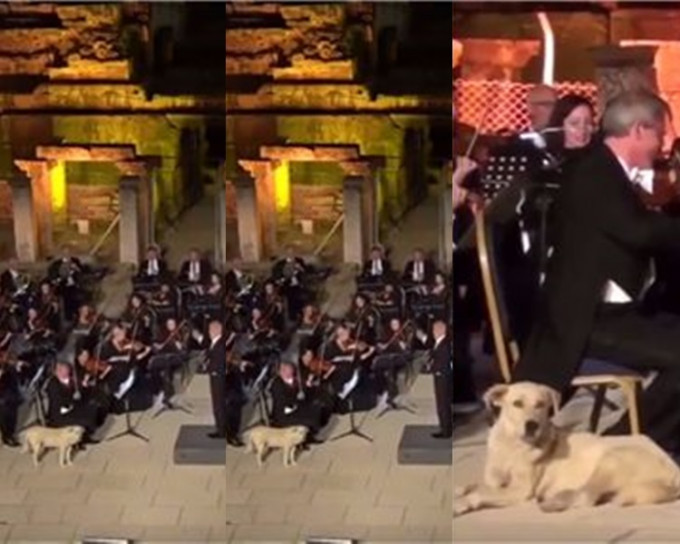 狗狗闖台上近距離欣賞交響曲。網上圖片