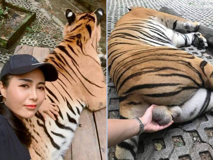 泰國女遊客動物園伸手玩弄老虎生殖器，畫面隨即引發爭議。(網圖)