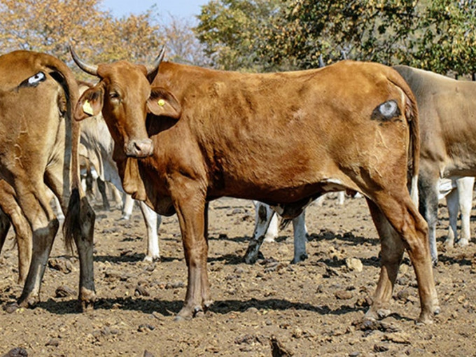 澳洲有研究指出，在牛屁股上畫眼，竟有效防止牠們被掠食。網圖