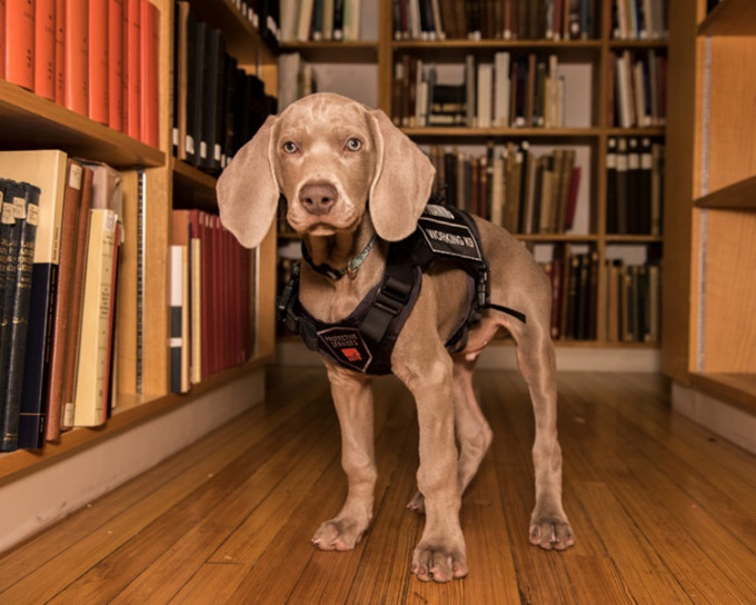 賴利是一隻威瑪獵犬。Museum of Fine Arts 圖片
