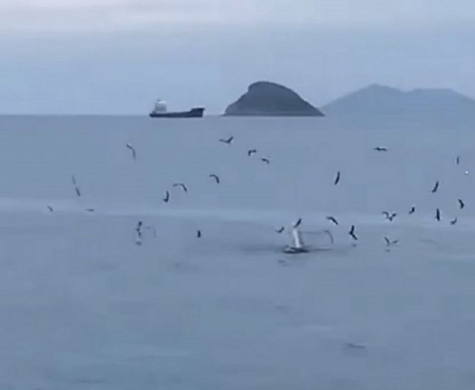 小布氏鲸小布出现在香港水域。网上图片