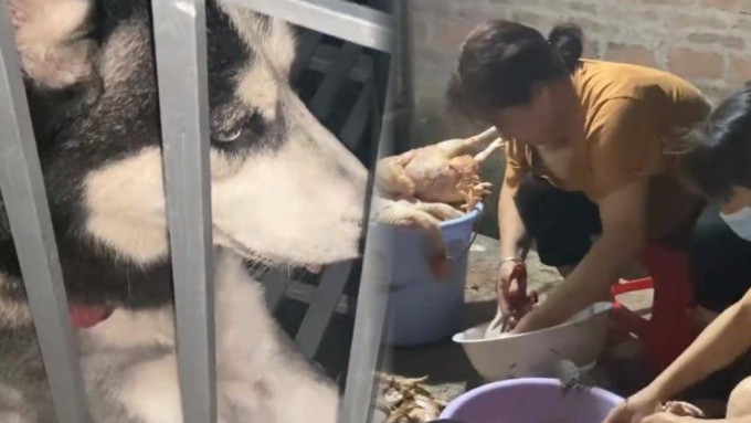 广东一名女子家中饲养的雪橇犬偷走，到别人家咬死21只鸡。网上图片